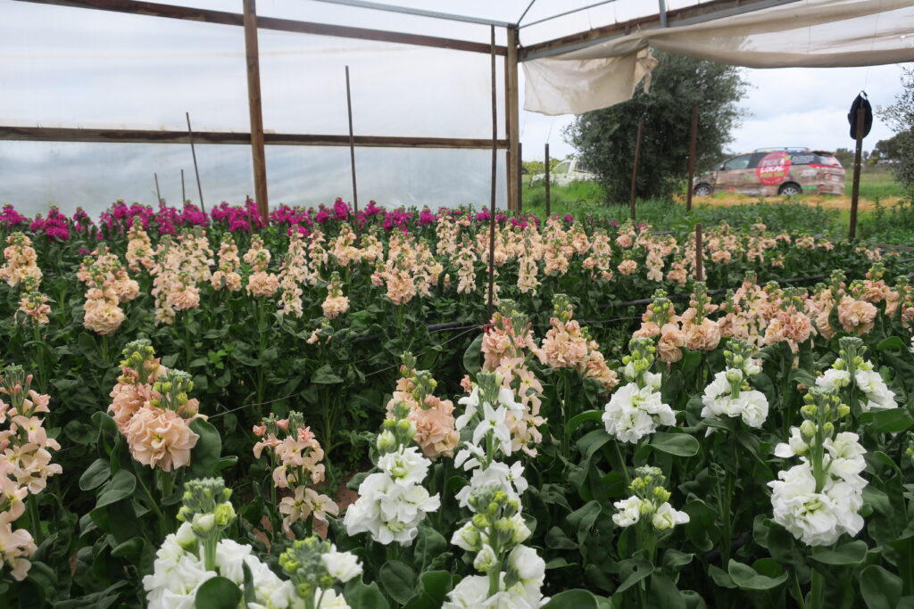 Flower Grower Two Wells