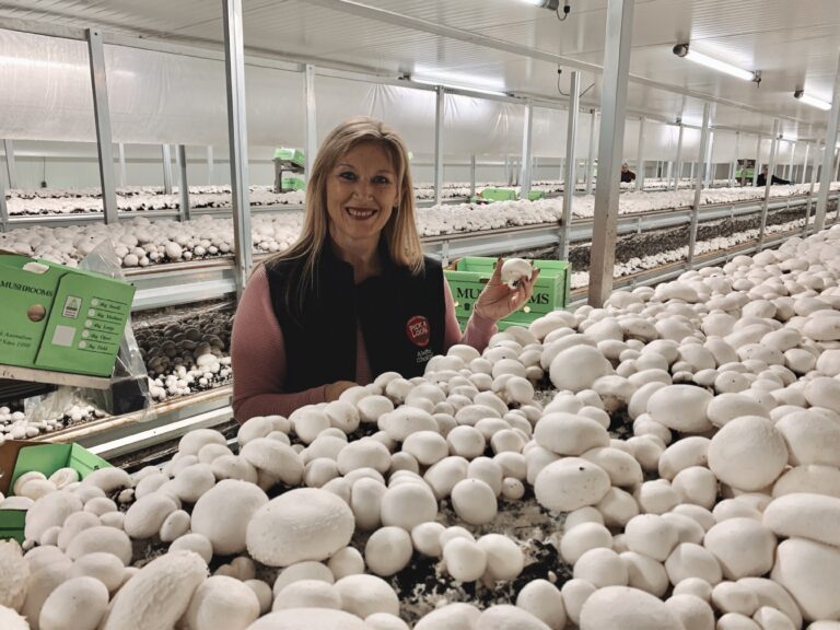 SA Mushrooms Largest Privately Owned Mushroom Farm in SA PickALocalPickSA