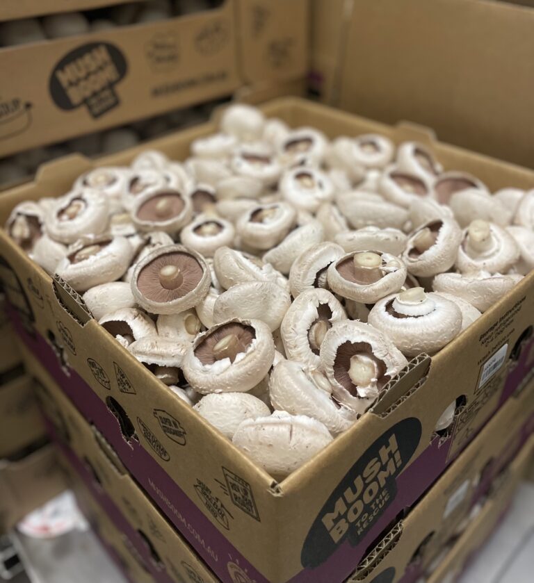 Costa Farms Mushroom Visit, Monarto PickALocalPickSA