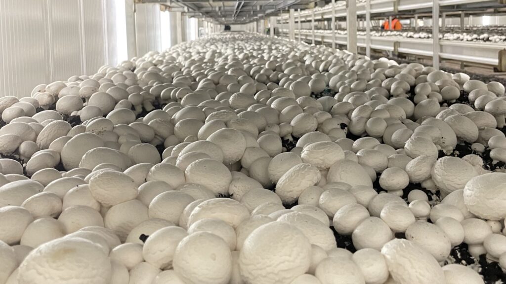 Mushroom Farm